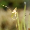 Porroglossum echidna